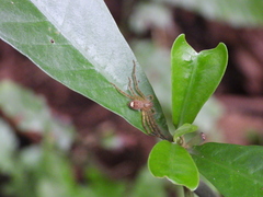 Pseudopoda serrata
