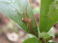 Pseudopoda serrata