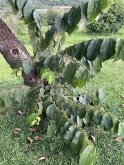 Alchornea triplinervia