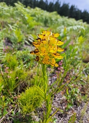Ceratandra grandiflora