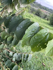 Alchornea triplinervia