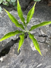 Arisaema heterophyllum