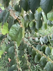 Alchornea triplinervia