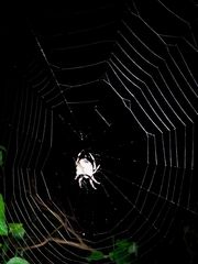 Parawixia