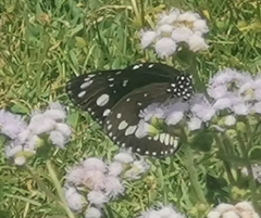 Euploea core corinna