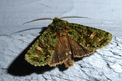 Ichneutica plena