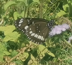Euploea core corinna