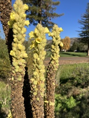 Verbascum densiflorum