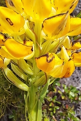 Ceratandra grandiflora