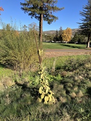 Verbascum densiflorum