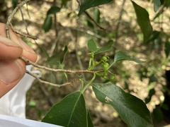 Excoecaria dallachyana