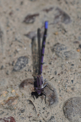 Argia emma
