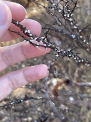 Eriococcus lagerstroemiae