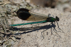 Calopteryx aequabilis
