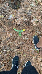 Hypericum tetrapetalum