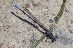 Argia emma