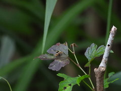 Choreutis basalis