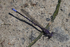 Argia emma
