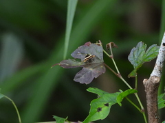 Choreutis basalis
