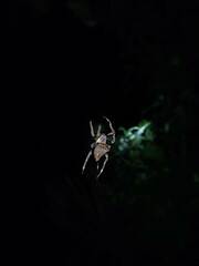 Parawixia
