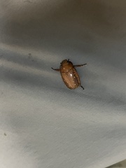 Anoplognathus concolor