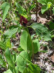 Trillium recurvatum