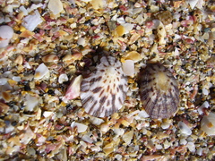 Cellana radians