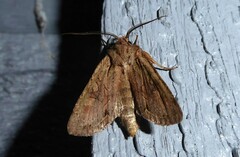 Ichneutica averilla