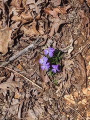 Viola pedata