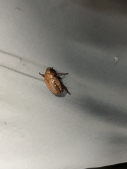 Anoplognathus concolor