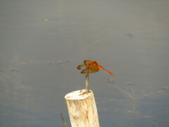 Sympetrum croceolum