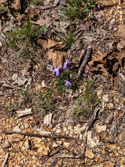 Viola pedata