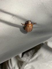 Anoplognathus concolor