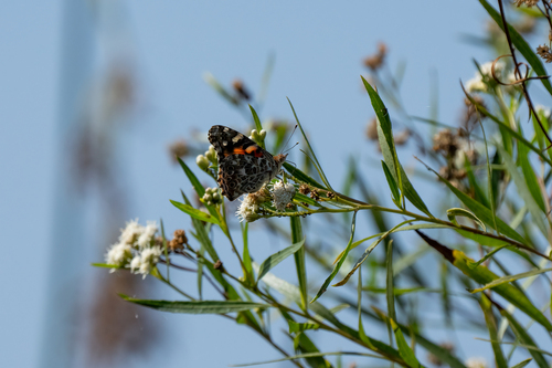 iNaturalist observation photo of Painted Lady