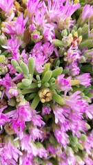 Drosanthemum candens