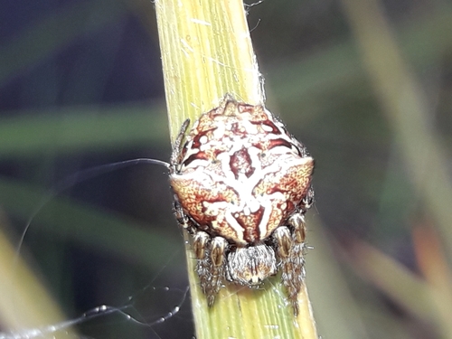 Eriophora decorosa