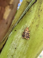 Miltochrista quadrilineata