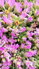 Drosanthemum candens