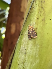 Miltochrista quadrilineata