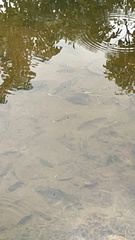 Cichlasoma bimaculatum