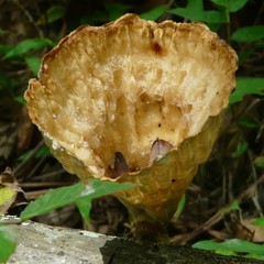 Cymatoderma caperatum