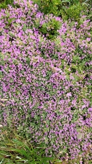 Drosanthemum candens