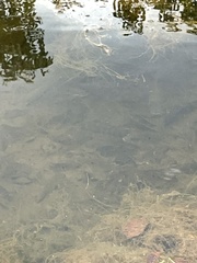 Cichlasoma bimaculatum