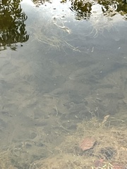 Cichlasoma bimaculatum