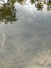 Cichlasoma bimaculatum