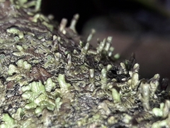 Frullania deplanata