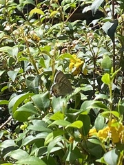Theclinesthes onycha