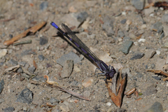 Argia emma