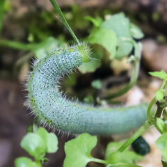 Pieris canidia