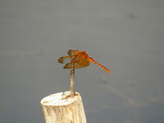 Sympetrum croceolum